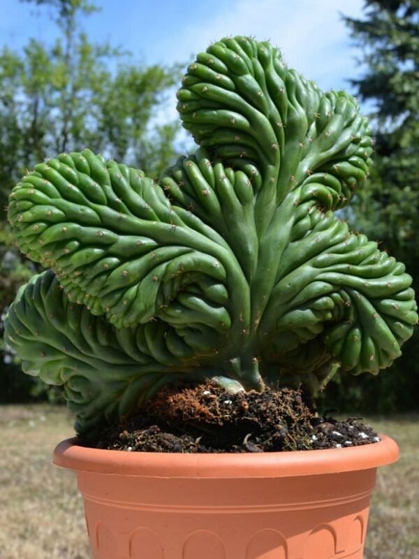 Trichocereus Pachanoi Forma cristata (San Pedro)