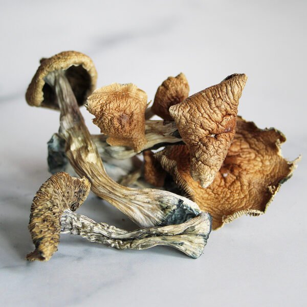 Golden Teacher Mushroom