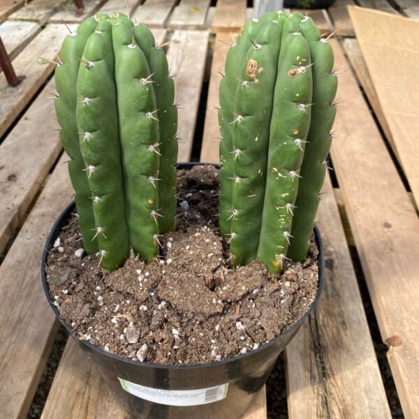 An Pendro in soil-Big|Trichocereus Pachanoi