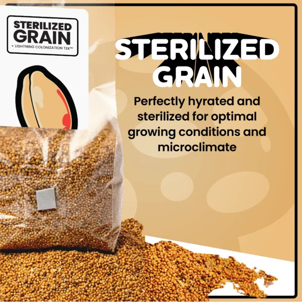 MUSHROOM GROW KIT IN-A-BAG™ - Image 4