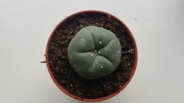 Peyote 1-2 cm